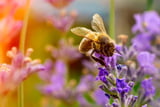 So machen Sie Ihren Garten bienenfreundlich